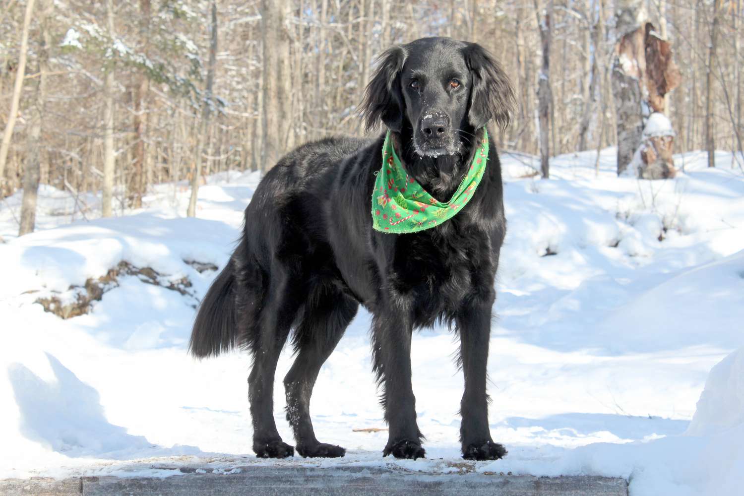 雪地里的扁毛猎犬