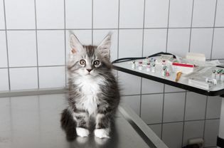 猫坐在兽医诊所的桌子上的肖像