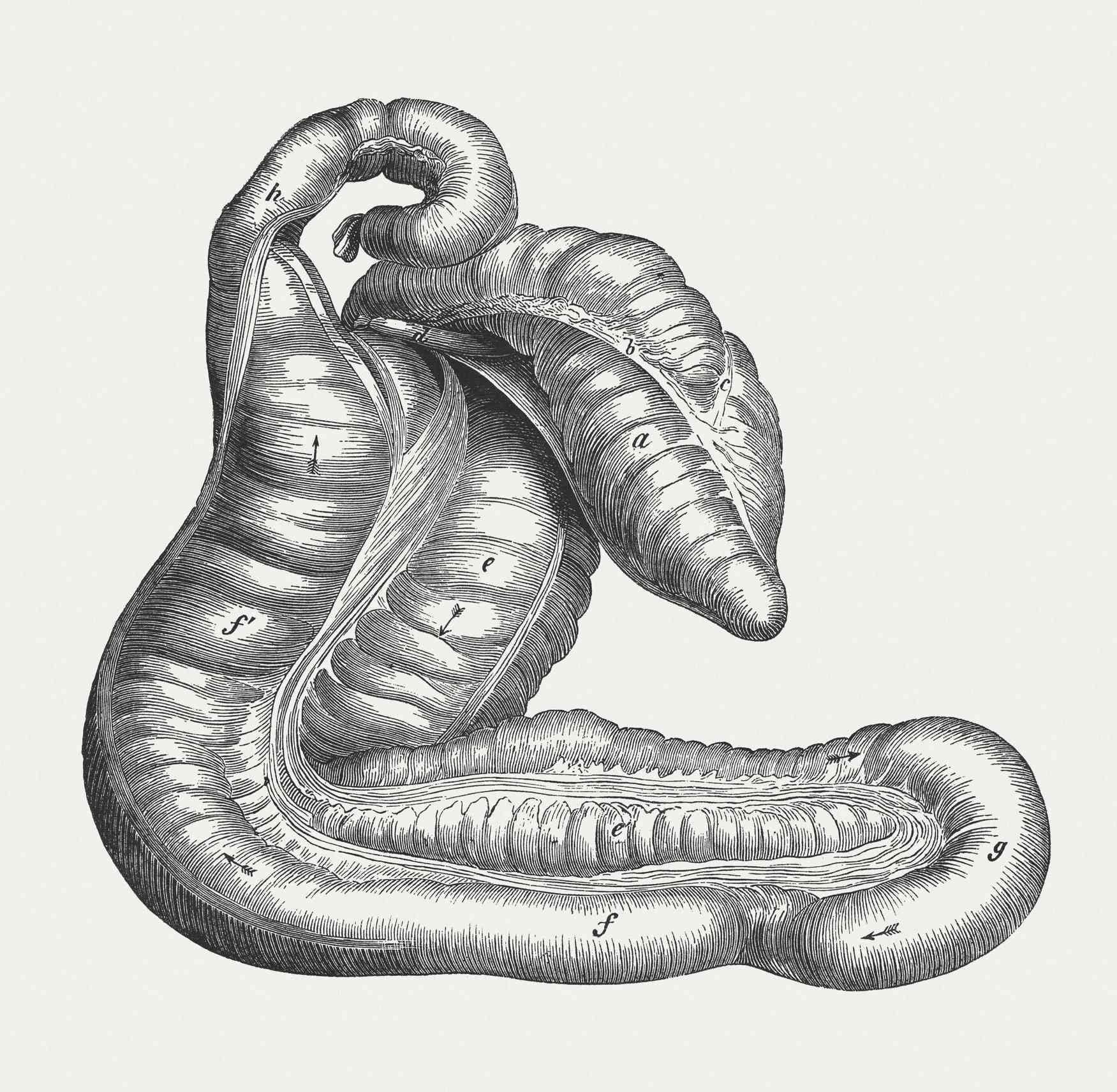 结肠插图