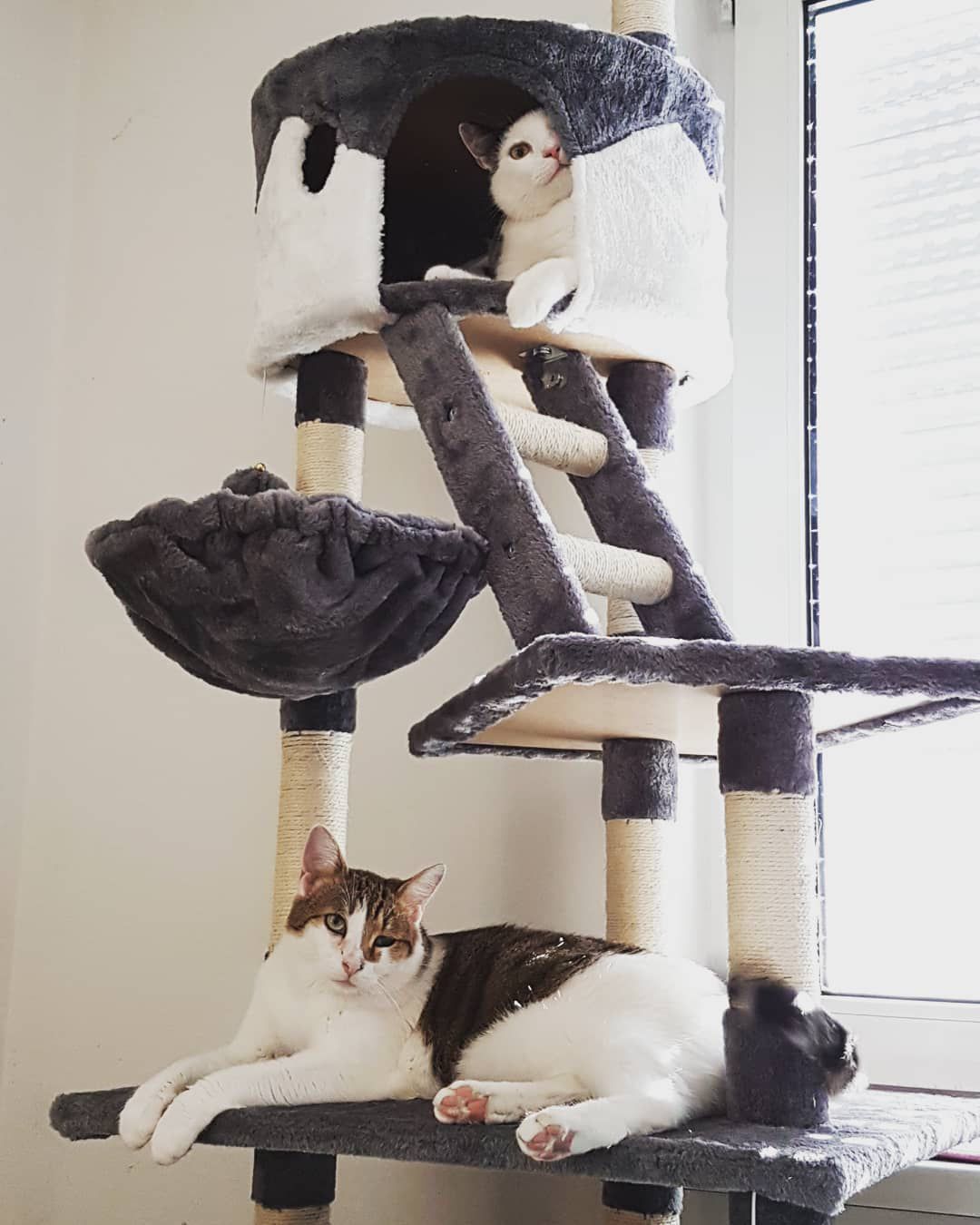 灰猫和白猫树上的猫。