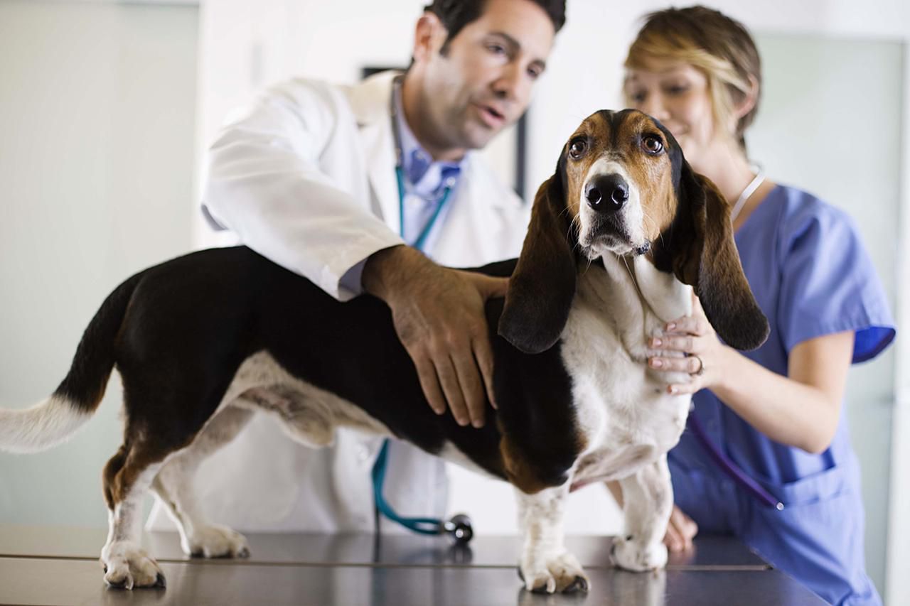 Veterinarians with a dog