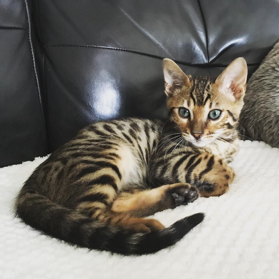孟加拉猫