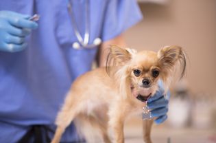 犬用流行性腮腺炎疫苗