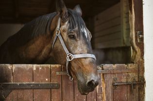 Headshot portrait of a horse in a barn