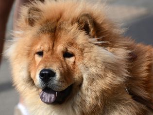 松狮犬的特写