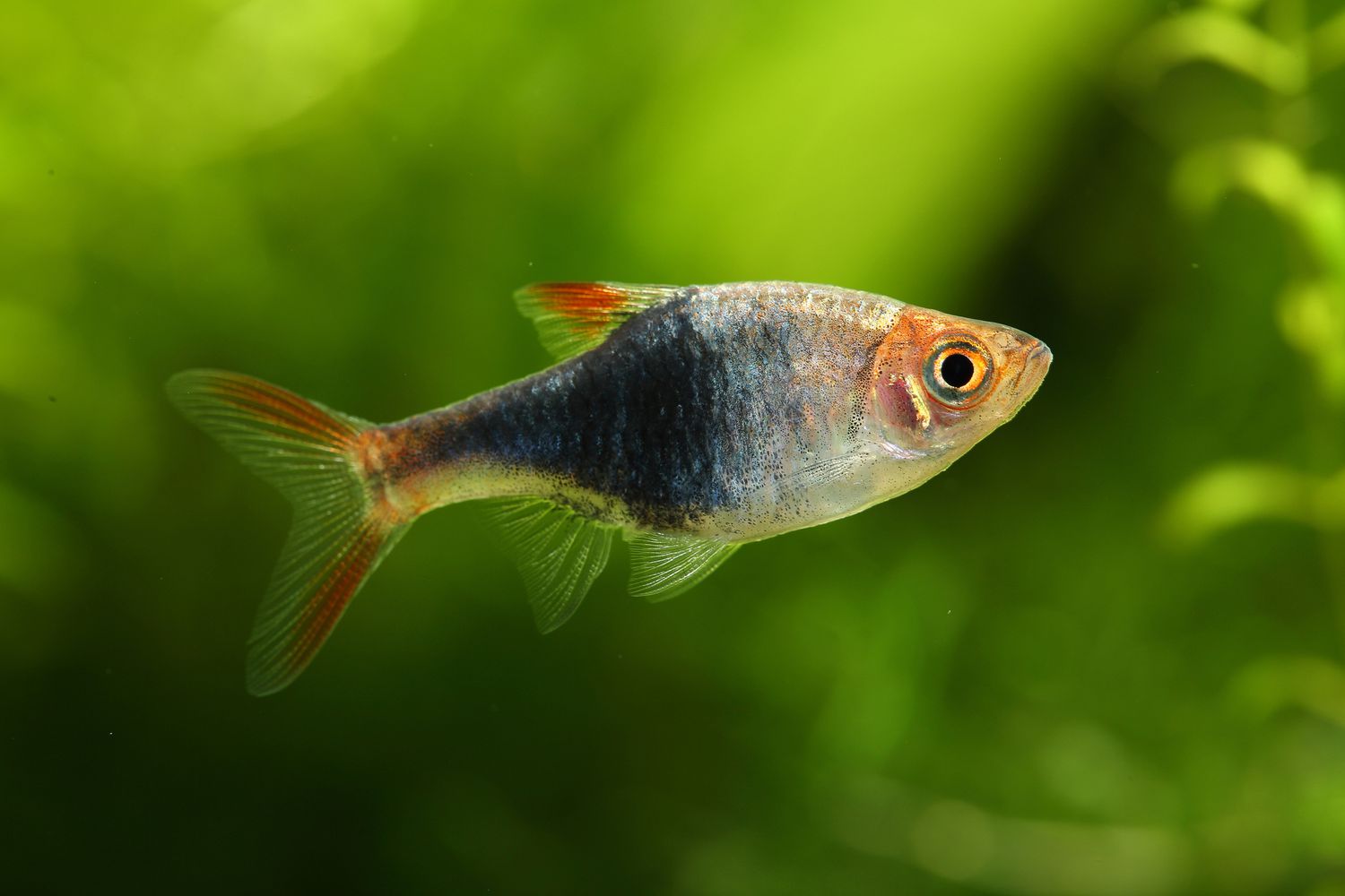 Harlequin rasbora