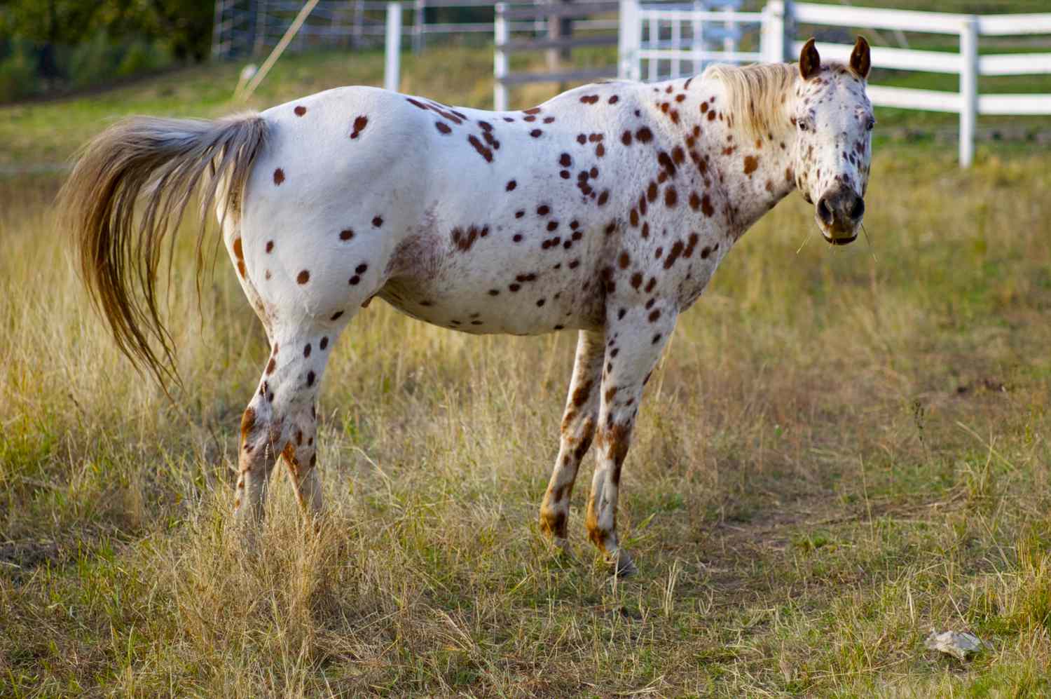 Appaloosa horse