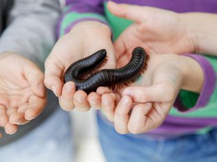 孩子们手里拿着巨大的千足虫