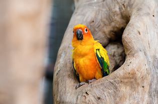 太阳Conure鹦鹉站在树枝上