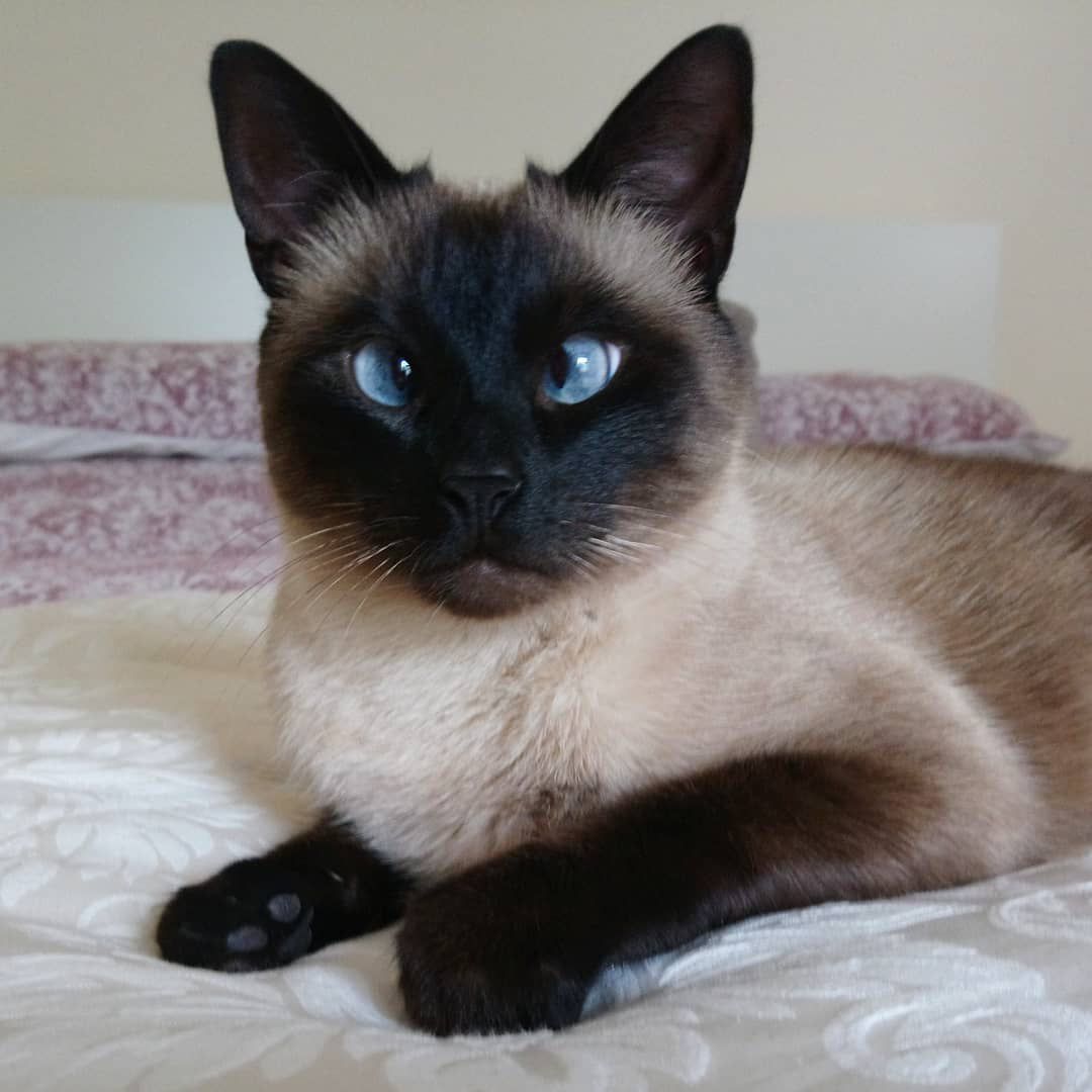 床上有一只眼睛对视的暹罗猫