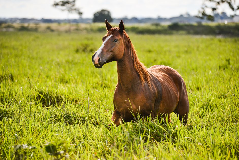 Are Horses Livestock or Companion Animals?