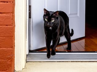 黑猫正从前门跑出来