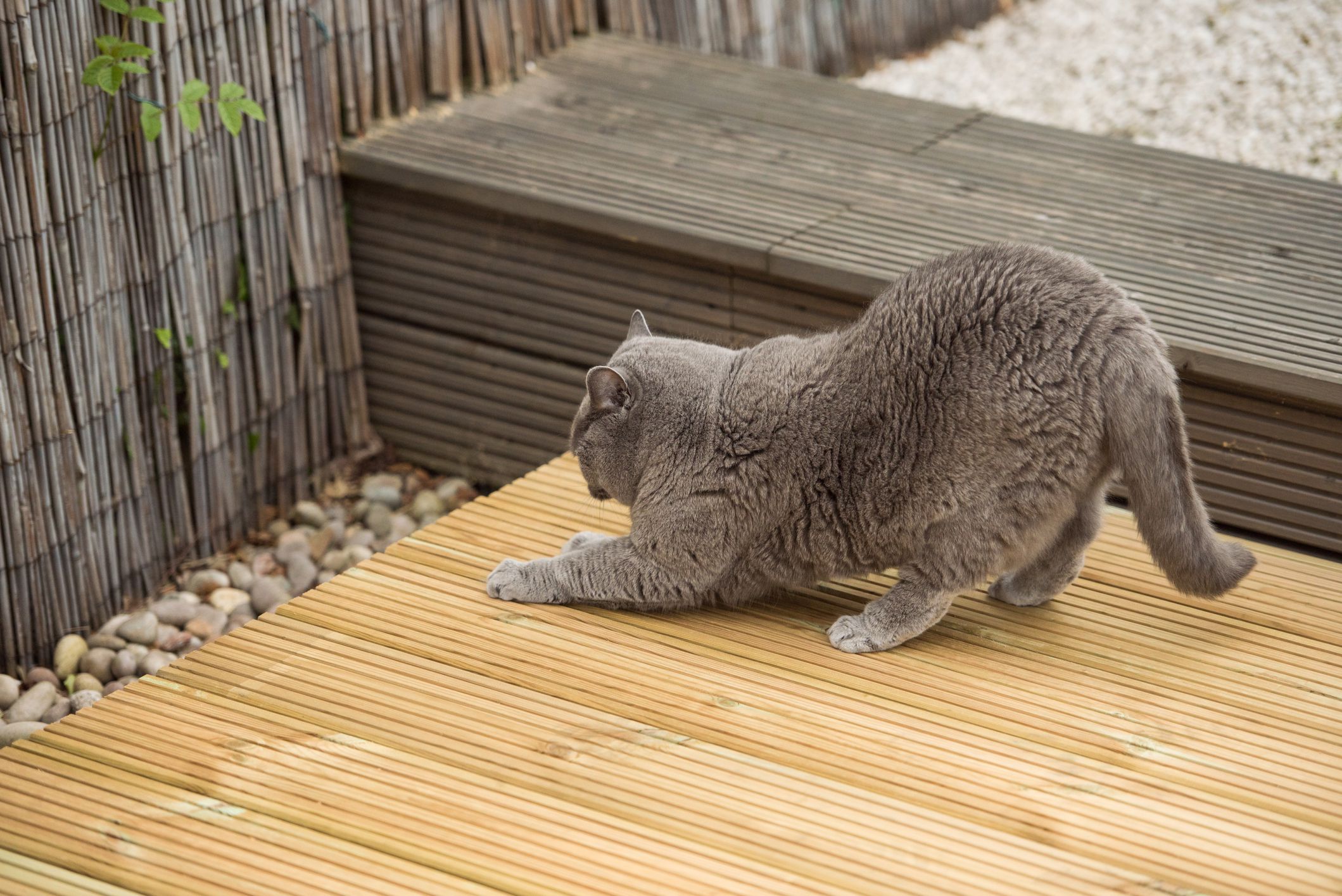 英国短毛猫伸展和抓伤木制甲板