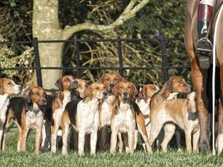 Pack of American Foxhounds with horse in field