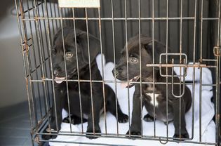 笼子里的混血拉布拉多犬