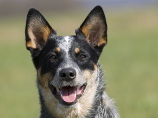 澳洲牧牛犬
