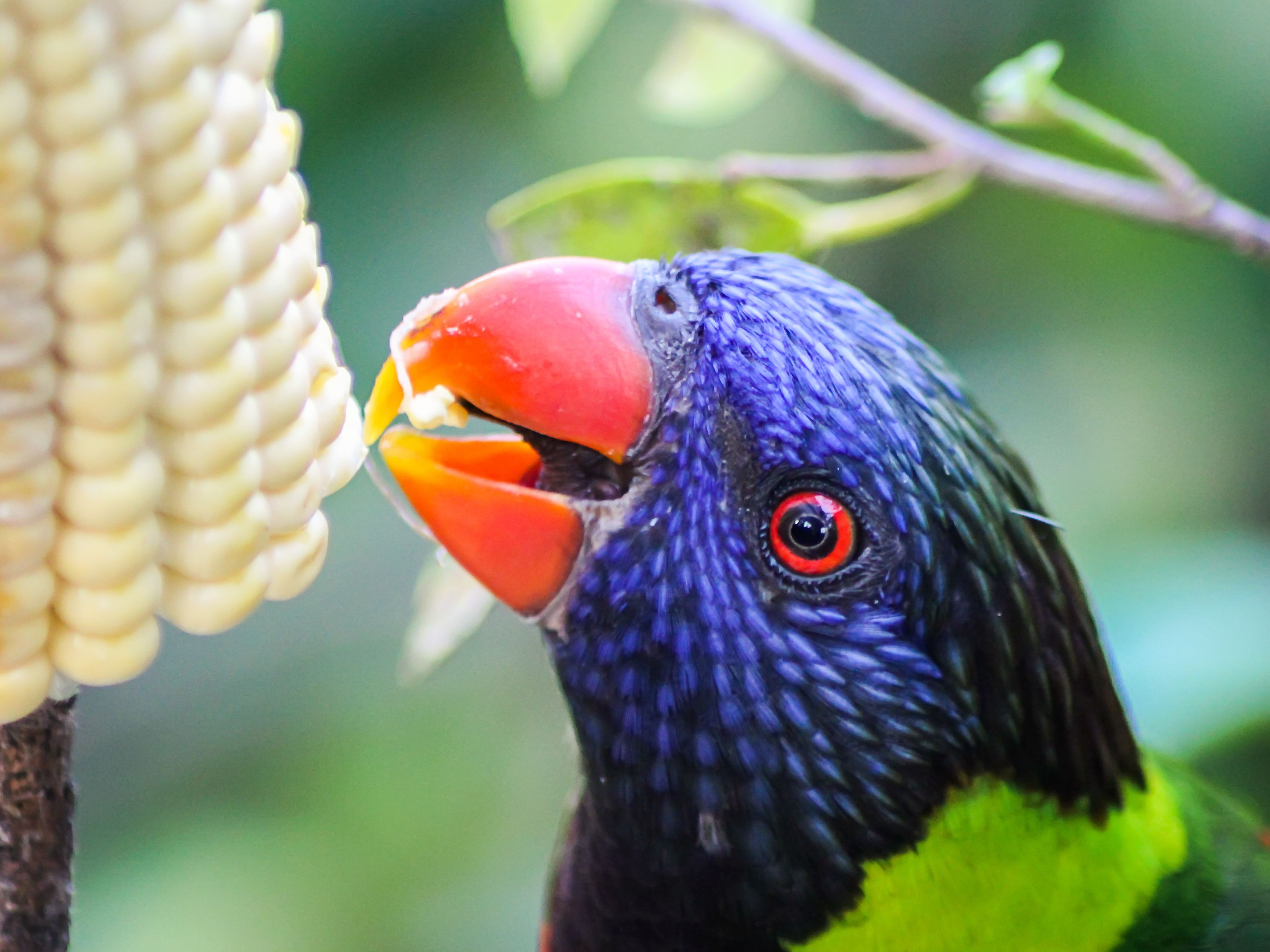 Parrot eating corn