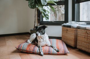一只指针犬在枕头上休息