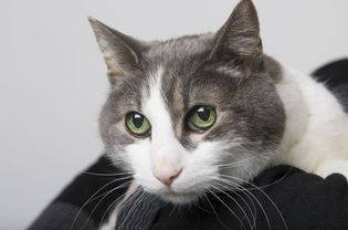 家养的短毛猫栖息在主人的肩膀上