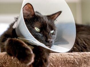 绿色眼睛的黑猫躺下时头上戴着圆锥形饰物