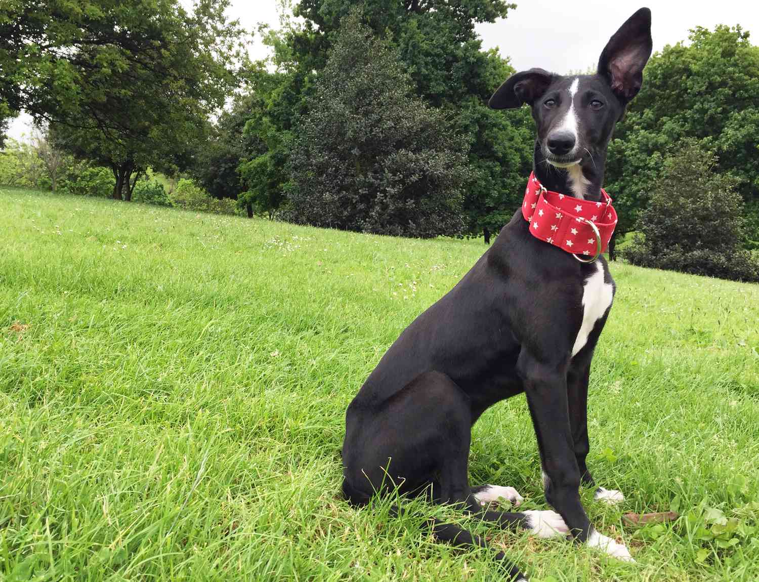 Spanish Galgo puppy sitting on grass